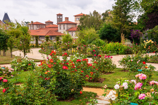 Blooming roses in a garden surrounded by French architecture in Rennes, Brittany, France