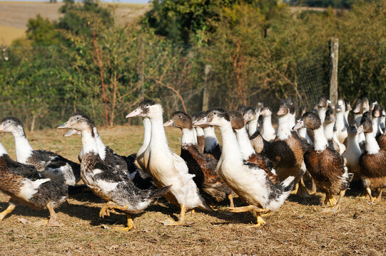 Domestic ducks moving around at Martin Neuf farm in Gers, Occitanie region of France during a sunny day