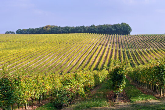 Vineyards of Fontan in Maubet estate show rows of grapevines under clear sky in Armagnac province, southwestern France