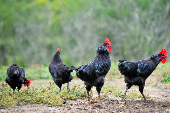 Roosters walking at Quatre Graces farm in Beaumarches in the Gers department of the Occitanie region in southwestern France