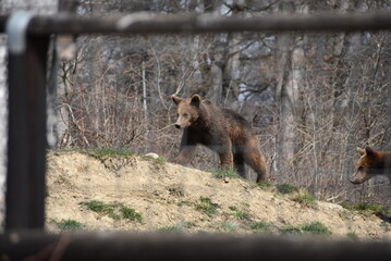 Ourson enfermé dans son enclos, afin d'être protégé des ravages de la chasse. © Valentin