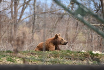 Bébé ours se reposant paisiblement dans son enclos, au Sanctuaire Libearty Bear, en Transylvanie. © Valentin