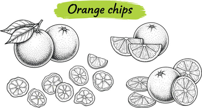Orange chips engraving vector set. Fresh fruits and dried slices detailed illustration. Hand drawn citrus collection in vintage style for packaging and snack design.