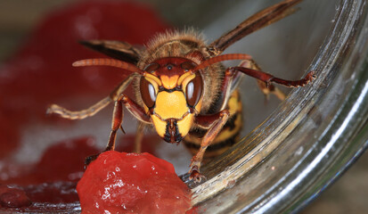 Hornisse, Arbeiterin, im Marmeladenglas. Nur selten mögen Hornissen gern Süßes, so wie diese hübsche Europäische Hornissenarbeiterin, die meisten anderen aber bevorzugen es zu jagen. © Volkmar
