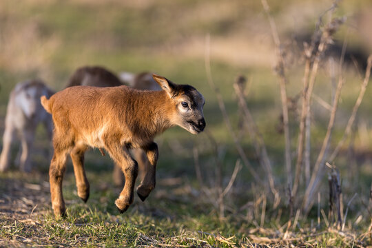 Cute Lamb Hopping in a Meadow &ndash; Springtime Fun