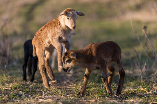 Cute Lamb Hopping in a Meadow &ndash; Springtime Fun