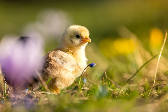Cute, yellow chicks walking on green grass, surrounded by spring flowers such as crocuses.