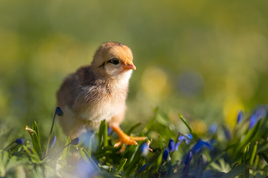 Cute, yellow chicks walking on green grass, surrounded by spring flowers such as crocuses.