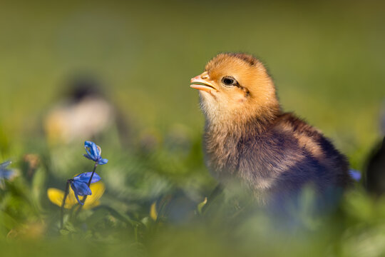 Cute, yellow chicks walking on green grass, surrounded by spring flowers such as crocuses.