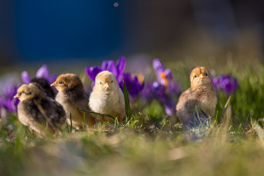 Cute, yellow chicks walking on green grass, surrounded by spring flowers such as crocuses.