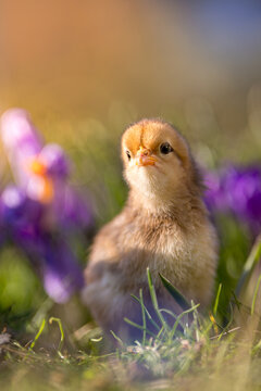 Cute, yellow chicks walking on green grass, surrounded by spring flowers such as crocuses.