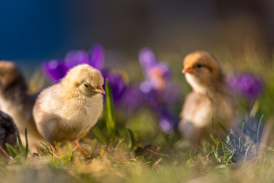 Cute, yellow chicks walking on green grass, surrounded by spring flowers such as crocuses.