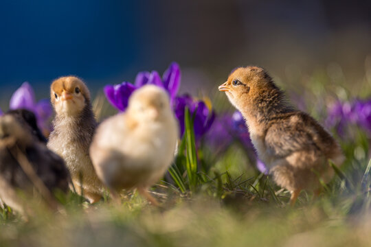 Cute, yellow chicks walking on green grass, surrounded by spring flowers such as crocuses.