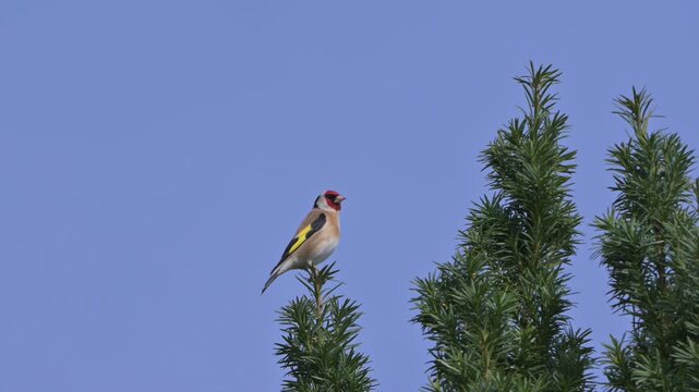 Goldfinch (Carduelis Carduelis) flying away from its perch in a fir tree. March, Kent, UK [Slow motion x5]