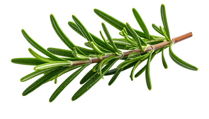 Fototapeta premium Sprig of fresh rosemary with numerous linear, green leaves on a woody stem