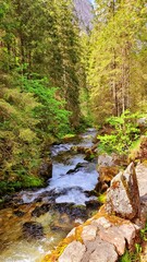 Rzeka płynąca z nurtem przez las  © Asnyko