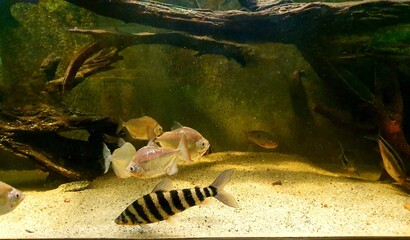 Ryby trzymające się stada w akwarium © Asnyko