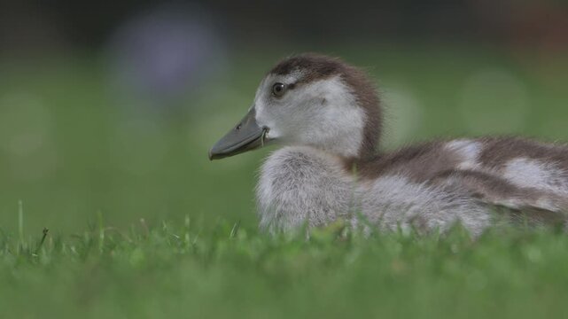 Egyptian Goose (Alopochen aegyptiaca) young gosling sitting on a lawn eating grass before getting up. March, Kent, UK [Half speed]