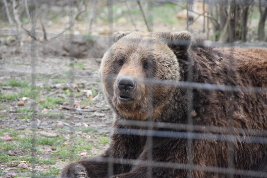 Ours brun dans son enclos, au Sanctuaire Libearty Bear de Zarnesti en Roumanie.