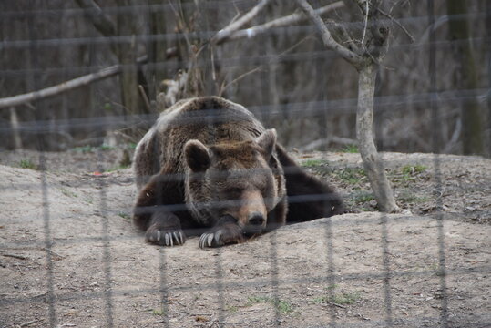 Ours brun au repos dans son enclos, au Sanctuaire Libearty Bear de Zarnesti en Roumanie.