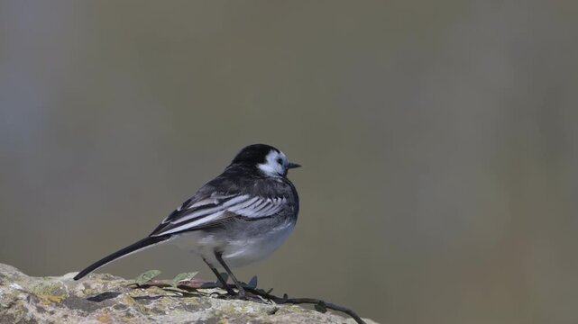 Pied Wagtail (Motacilla Alba) sitting on a stone wall on a windy day. March, Kent, UK [Slow motion x5]