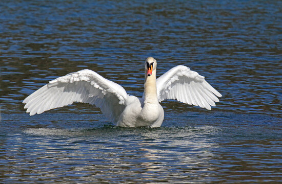 cigno reale (Cygnus olor) in parata