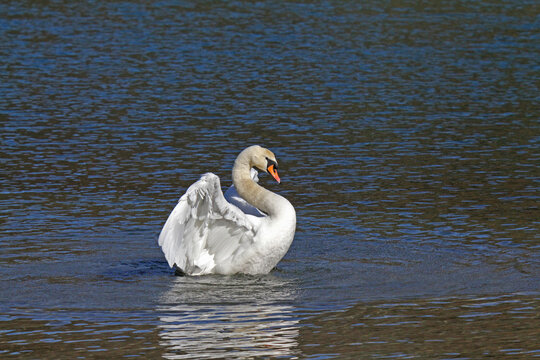 cigno reale (Cygnus olor) in parata