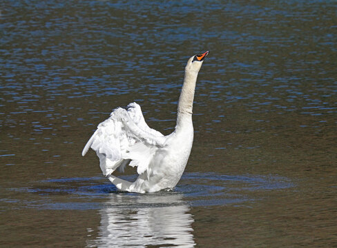 cigno reale (Cygnus olor) in parata