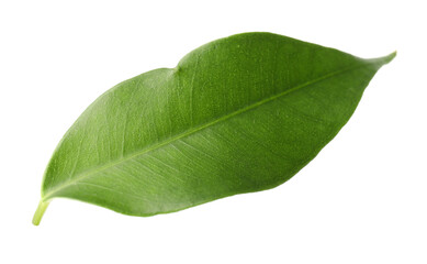 Obraz premium One fresh green citrus leaf isolated on white