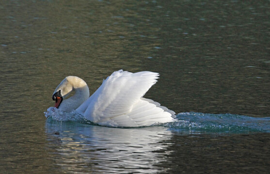l'eleganza del cigno (Cygnus olor)