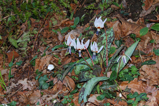 denti di cane (Erythronium dens-canis)