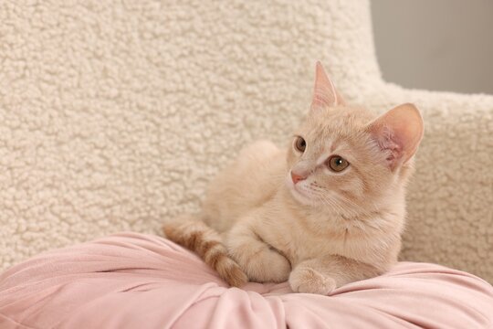 Adorable ginger cat in armchair indoors, space for text