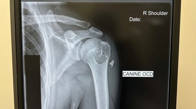 Canine shoulder x-ray showing osteochondritis dissecans lesion