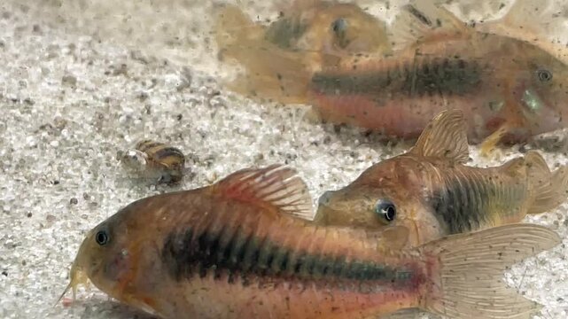 Metall Panzerwelse im Aquarium.