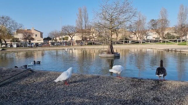 Ducks in the lake of the public park 'Laguna del Moral', in Rota, Cadiz, Andalusia, Spain.