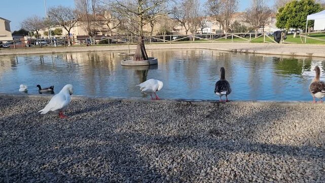 Ducks in the lake of the public park 'Laguna del Moral', in Rota, Cadiz, Andalusia, Spain.