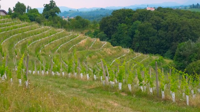 Scenic vineyard landscape with young grapevines growing. Picturesque view of rolling hills covered with neat rows of a terraced vineyard, where young grapevines are protected
