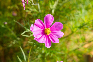 Fototapeta premium Close-up of Cosmos Bipinnatus flowers in a sunny garden