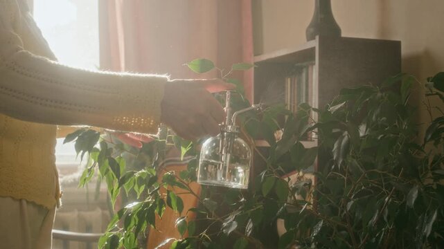 Cropped shot of elderly woman caring for houseplants watering indoor ficus trees in sunlit living room, slow motion