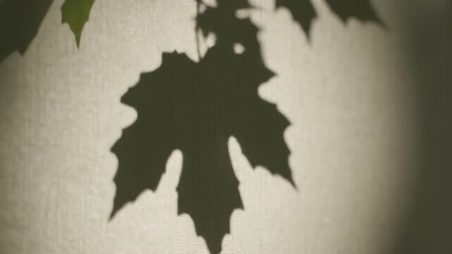 Close-up of a leaf shadow on a textured backdrop. The silhouette is crisp and dark. Ambient lighting creates depth. Some green leaves visible