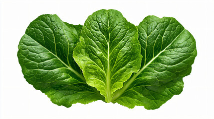 Obraz premium Fresh green leaves of bok choy vegetable on white background