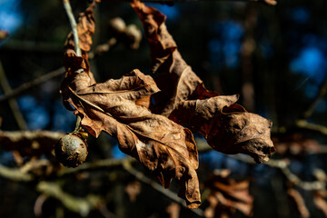 Fototapeta premium Brown dried oak leaves and a marble gall on a twig in woodland