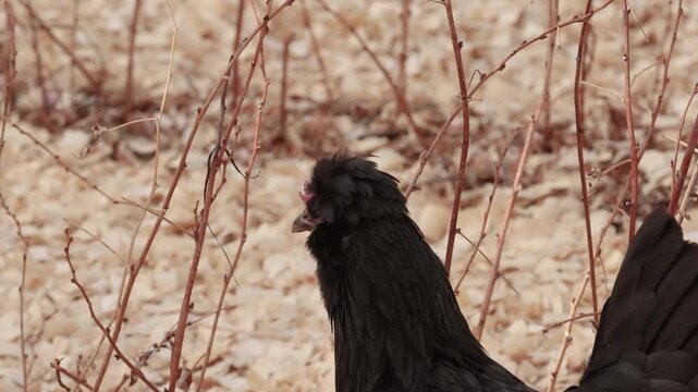 Backyard Chicken Foraging in Raspberry Patch in Winter