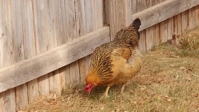 Backyard Chicken Foraging Near Fence