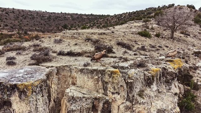 Two birds are perched on rugged cliffs in a dry landscape. The area has limited plants and hills in the background. The sky is covered with gray clouds overhead.
