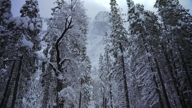 Tall snowdraped pines rising toward cliff in Yosemite National Park, emphasizes tree height and granite backdrop, heavy snow on branches creating dramatic vertical composition and hushed forest