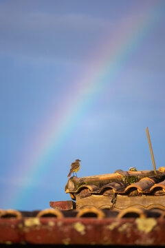 Fotografia colorida de paisagem com p&aacute;ssaros e c&eacute;u azul durante o dia ao ar livre no brasil
