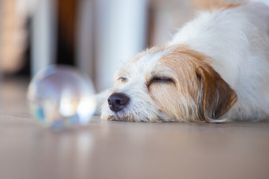 Cachorro pet de porte m&eacute;dio descansando no gramado ensolarado de um s&iacute;tio, jardim com fundo desfocado e ilumina&ccedil;&atilde;o natural de dia piscina