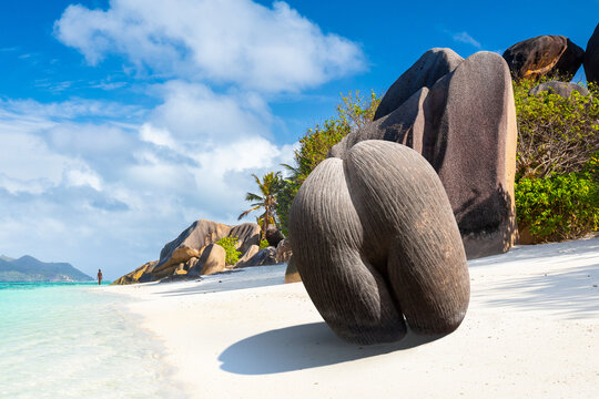 Coco de mer or sea coconut, or double coconut is the largest nut in the world. Seychelles 