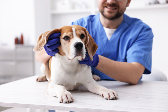 Smiling veterinarian in medical gloves examining cute dog at light wooden table in clinic, closeup